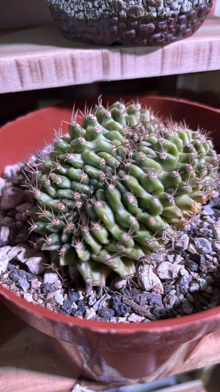 Crested Gymnocalycium thumbnail