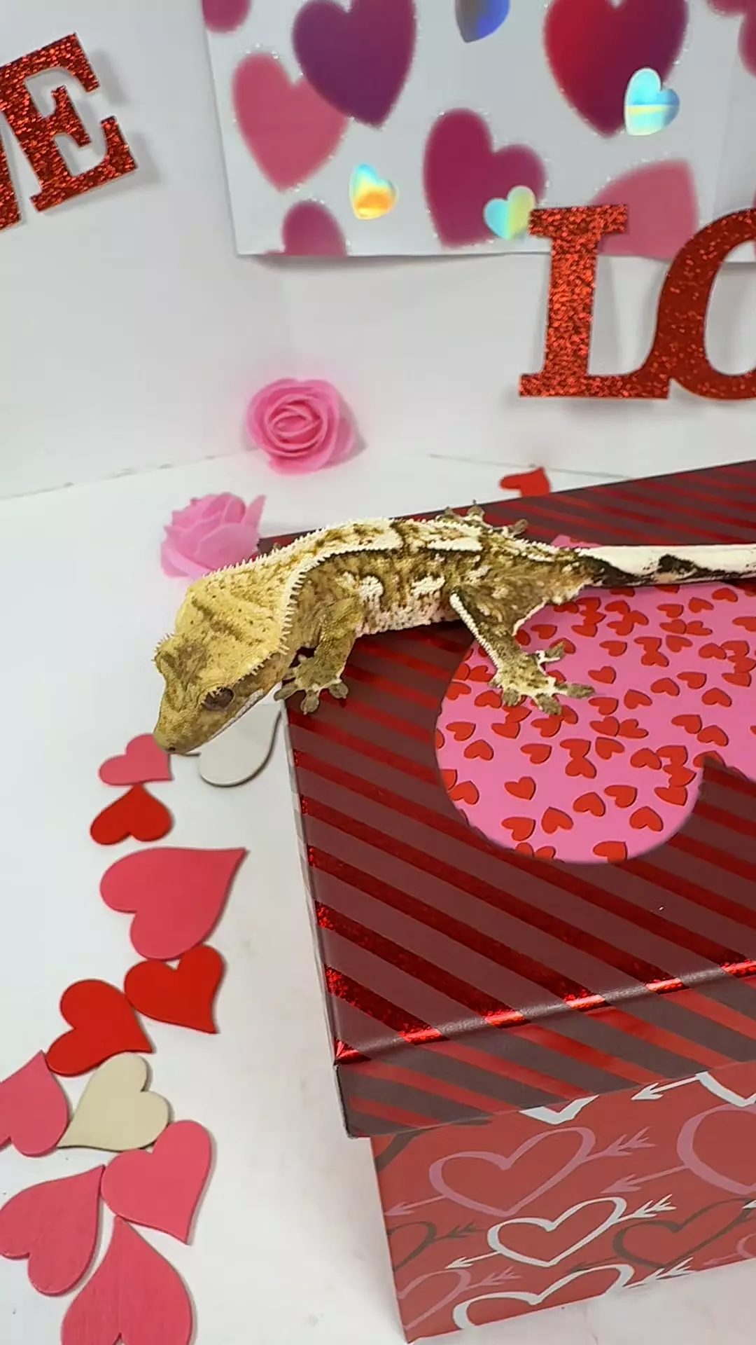 prob male 25g, 24YJGDW0920 thumbnail