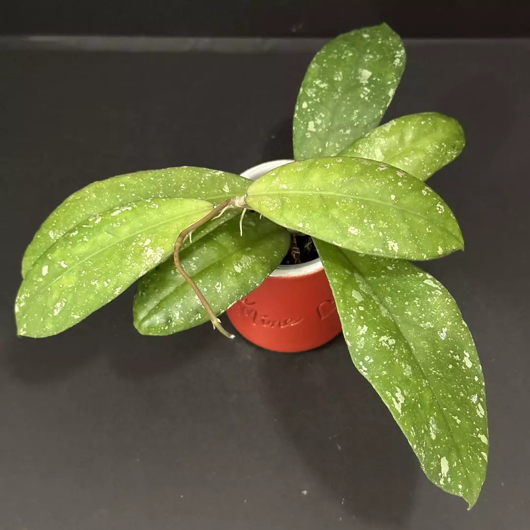 0622 Hoya GEH2418-21 (GEH 'Moonglow' x AH 'Blue Stone') thumbnail