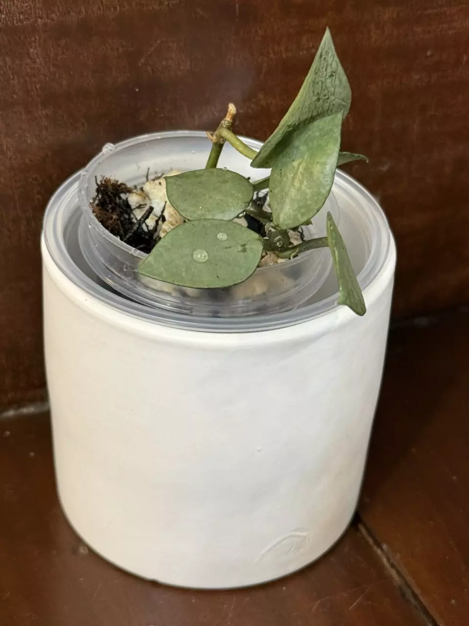 d490 Krohniana Super Silver thumbnail