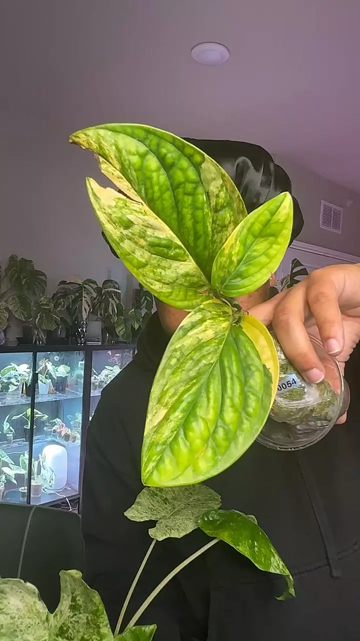 #0054 Monstera Peru thumbnail