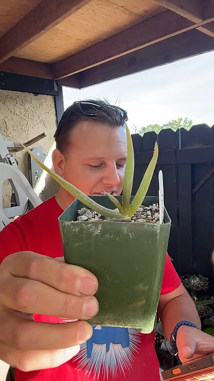 Aloe Sabaea Yemen Tree Aloe thumbnail