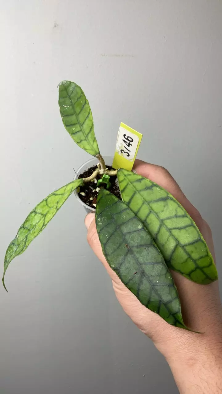 3746 Callistophylla zebra thumbnail