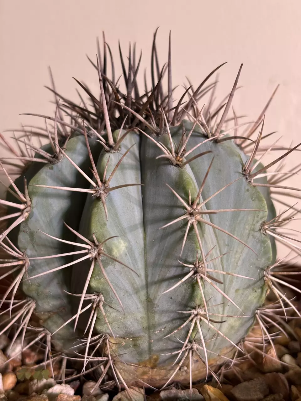 Melocactus azureus thumbnail