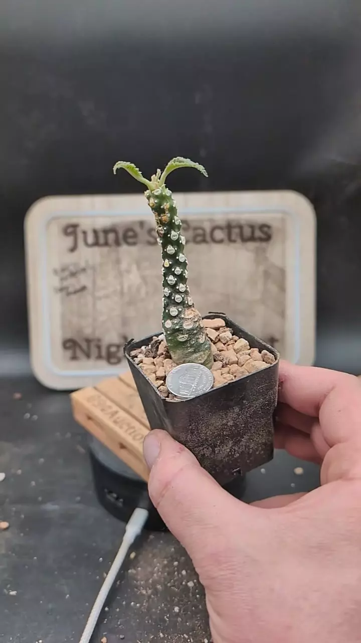 q287 dorstenia lavrani 2.25" pot thumbnail