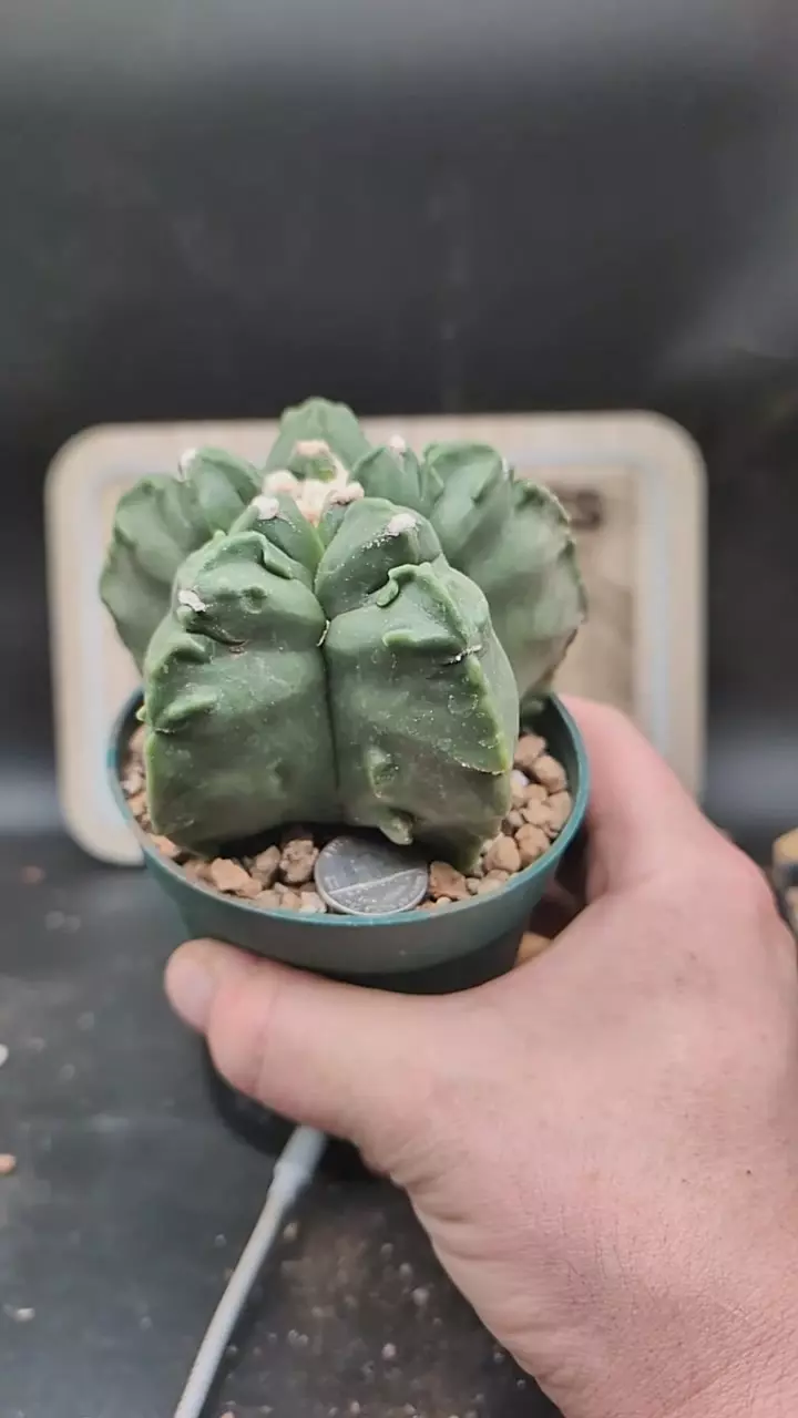 q283 Astro myrio fukuryu-ribs 4" pot thumbnail