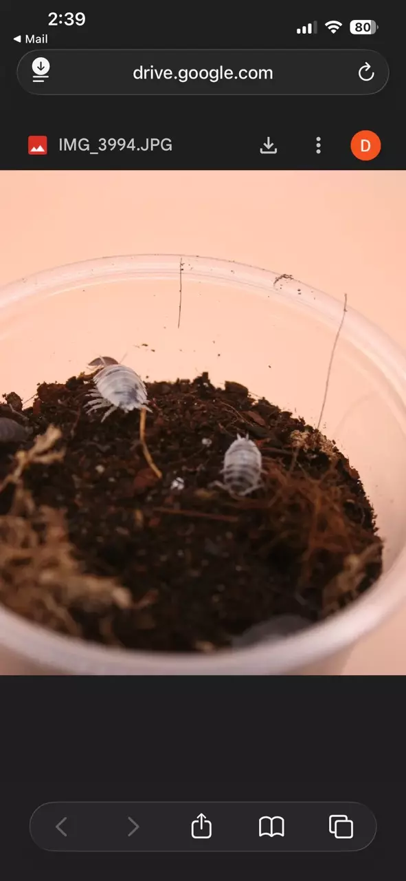 dairy cows 20ct thumbnail