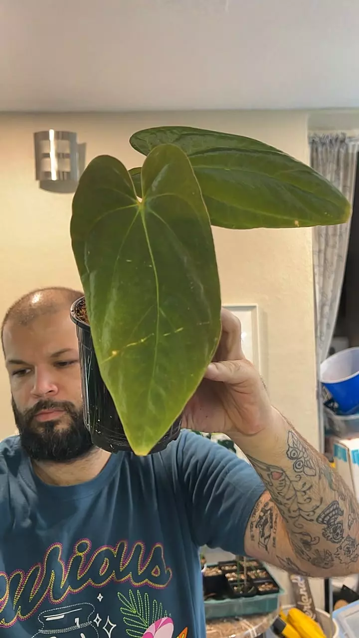 Anthurium FS s1 x BVEP thumbnail