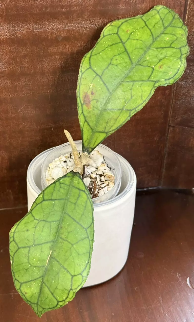 d496 Callistophylla (NOID) thumbnail