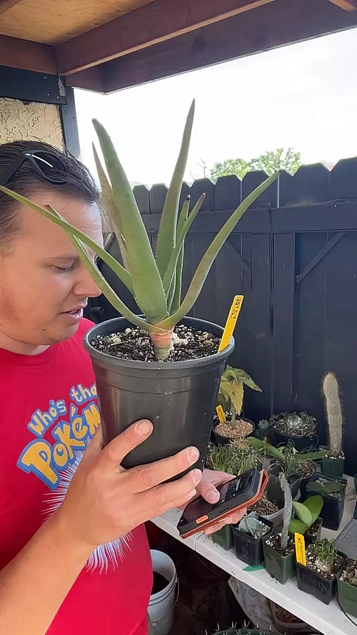 Aloe Hercules H2 thumbnail