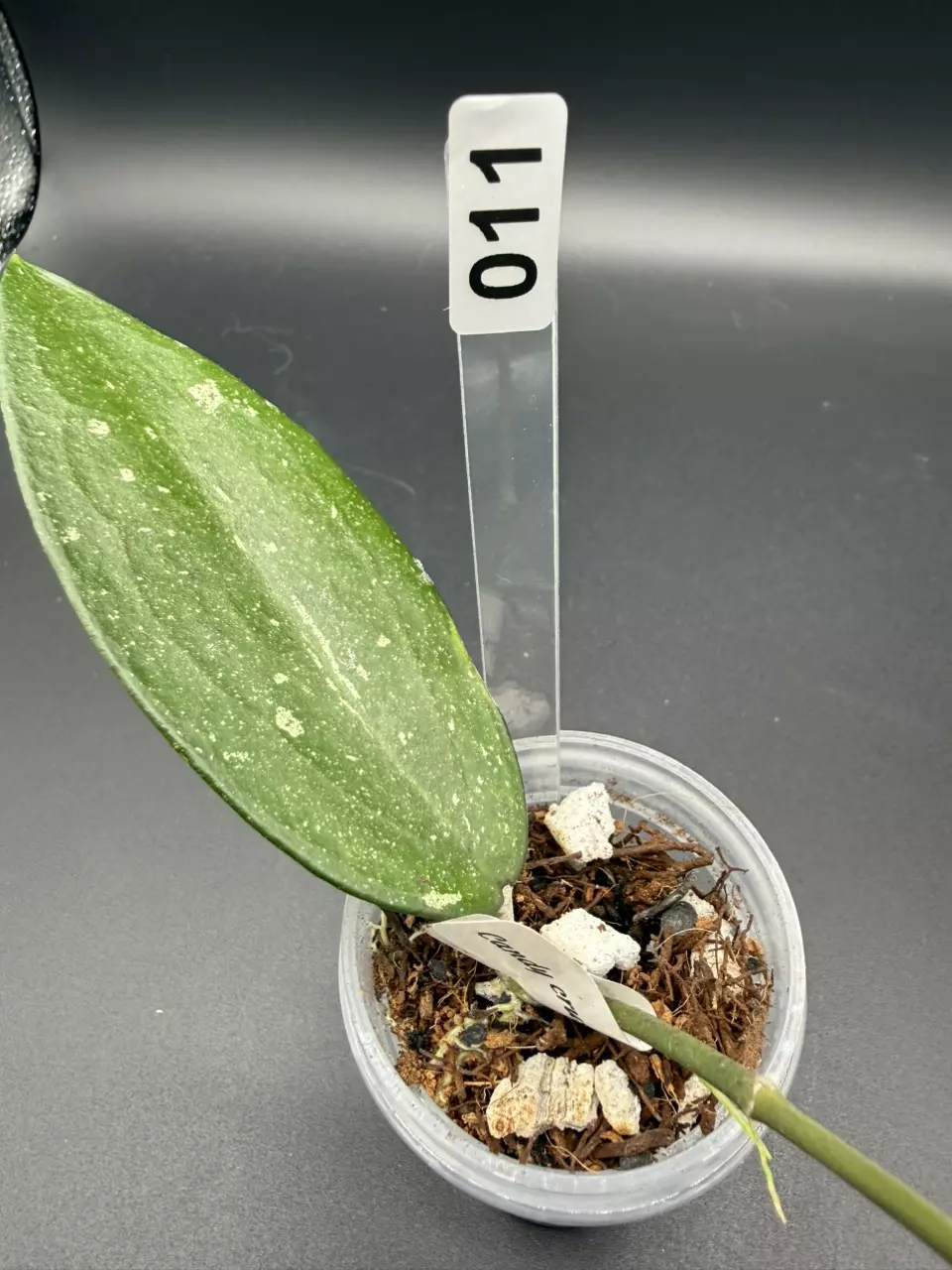 011 Hoya GEH2504 (Candy Crush x Nap3) thumbnail