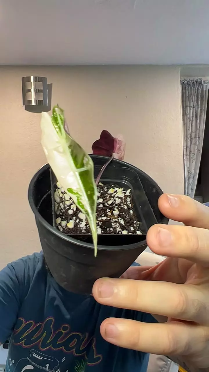 alocasia Polly pink thumbnail