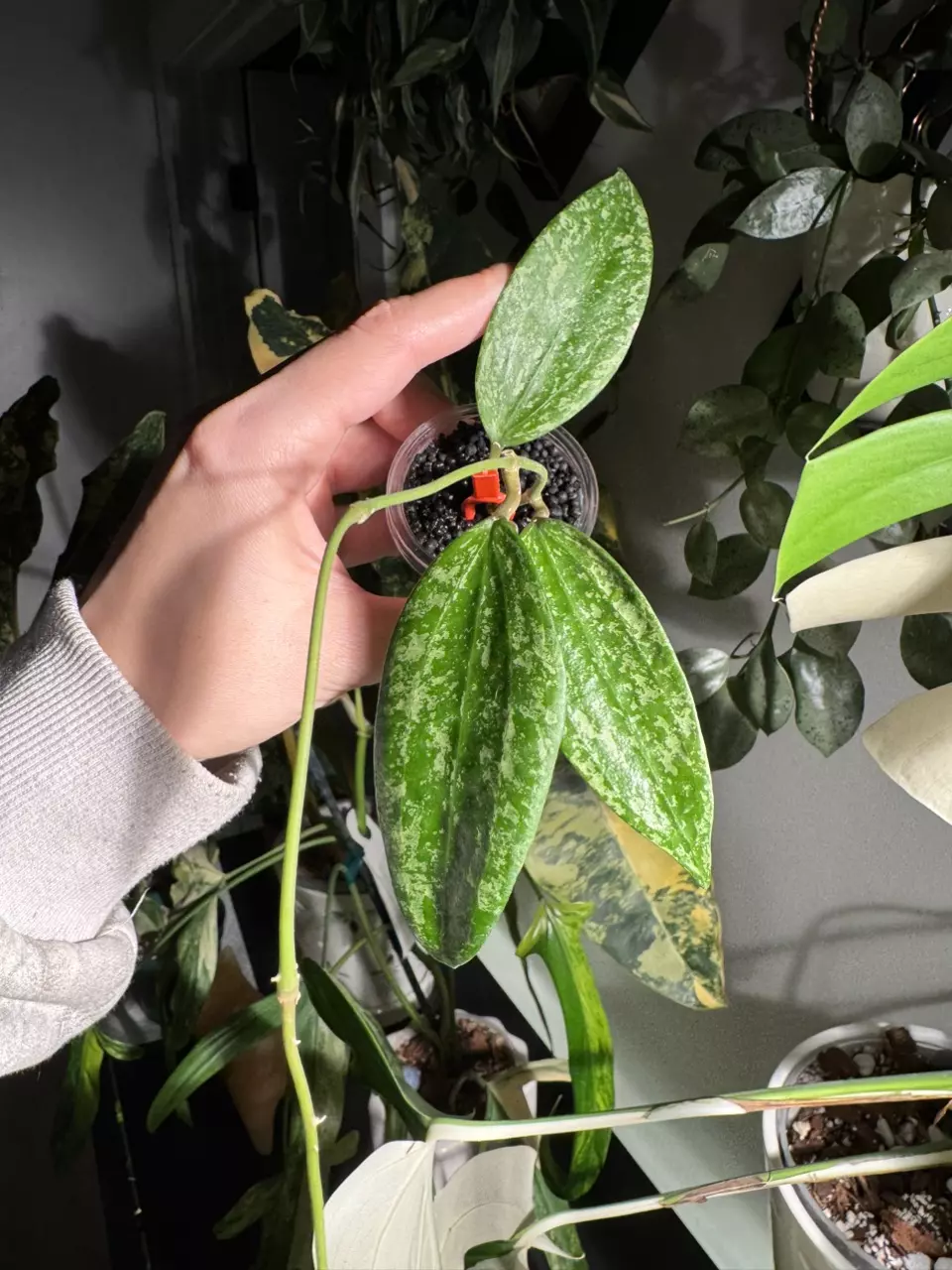 0244 hoya rangsan splash thumbnail