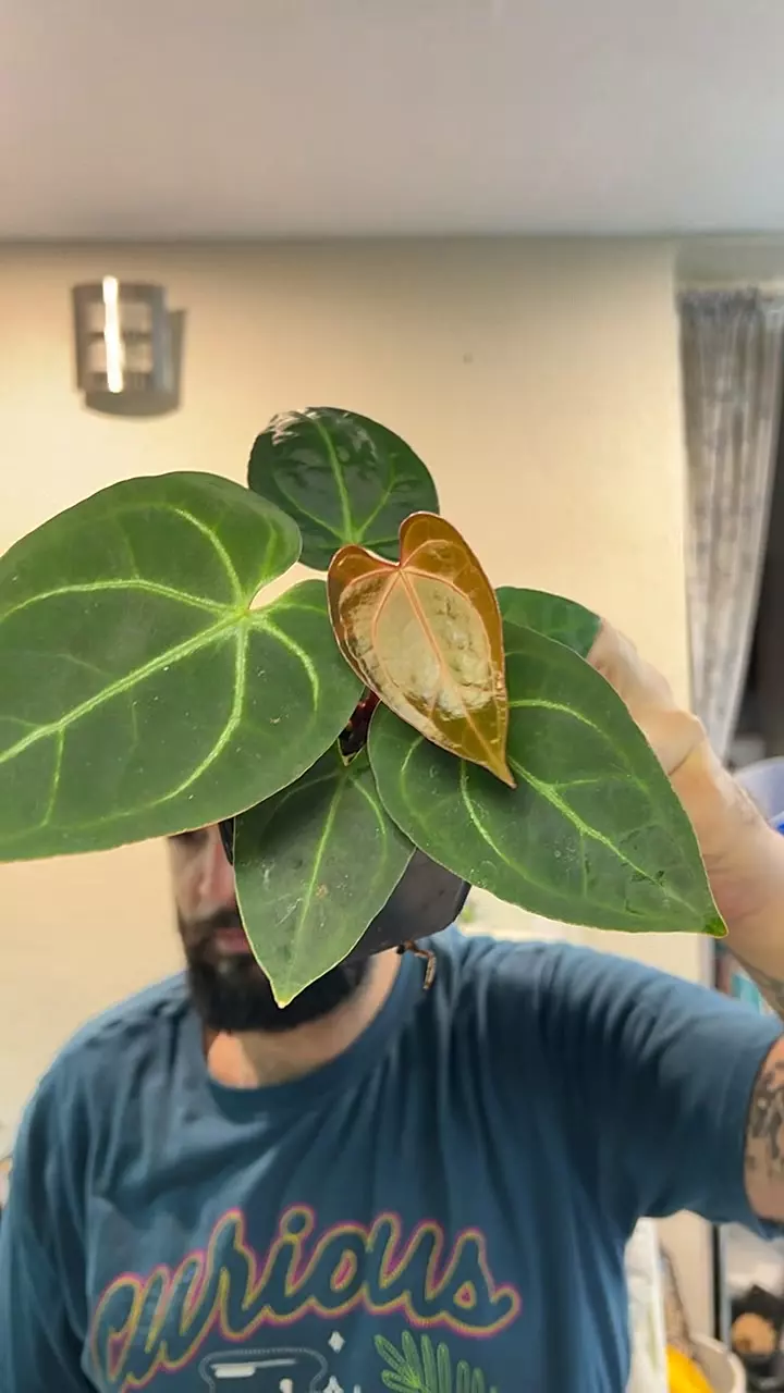 Doc Block RC f2/pap blister x PL/Wild Rio #42 thumbnail