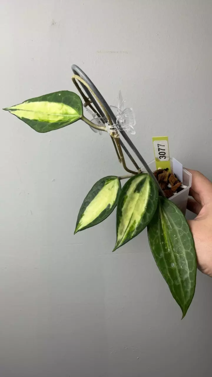 3077 Lat queensy thumbnail