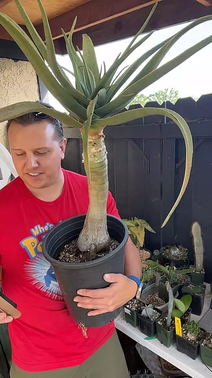 Aloe Hercules Biggest Boy thumbnail