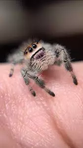 baby jumping spiders thumbnail