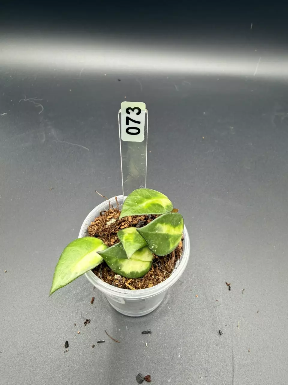 073 lacunosa golden flame thumbnail