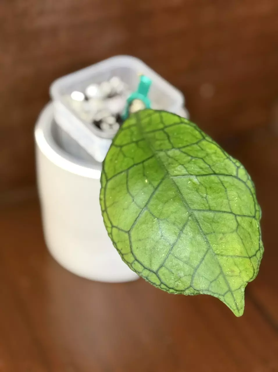 d492 Callistophylla (NOID) thumbnail