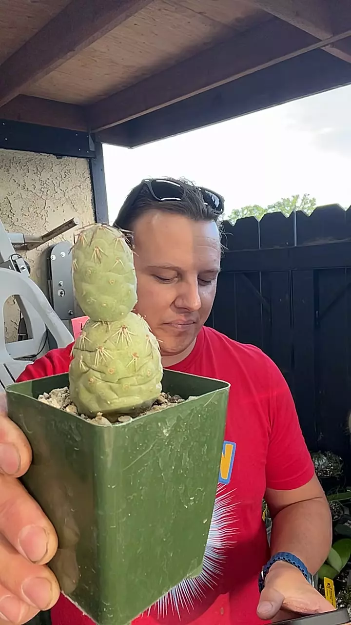 Tephro geometricus snowman balls thumbnail