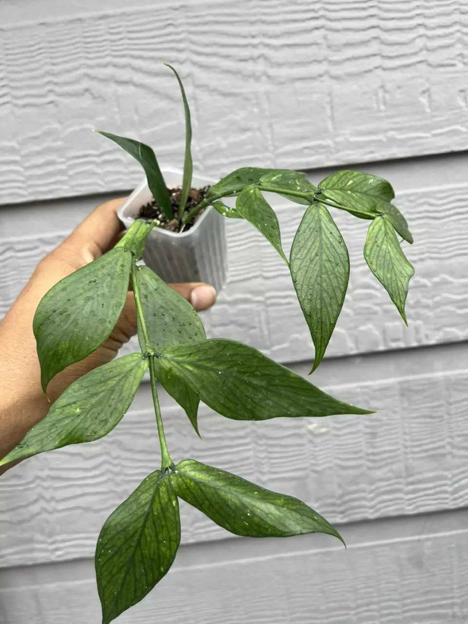 Hoya Polyneura thumbnail