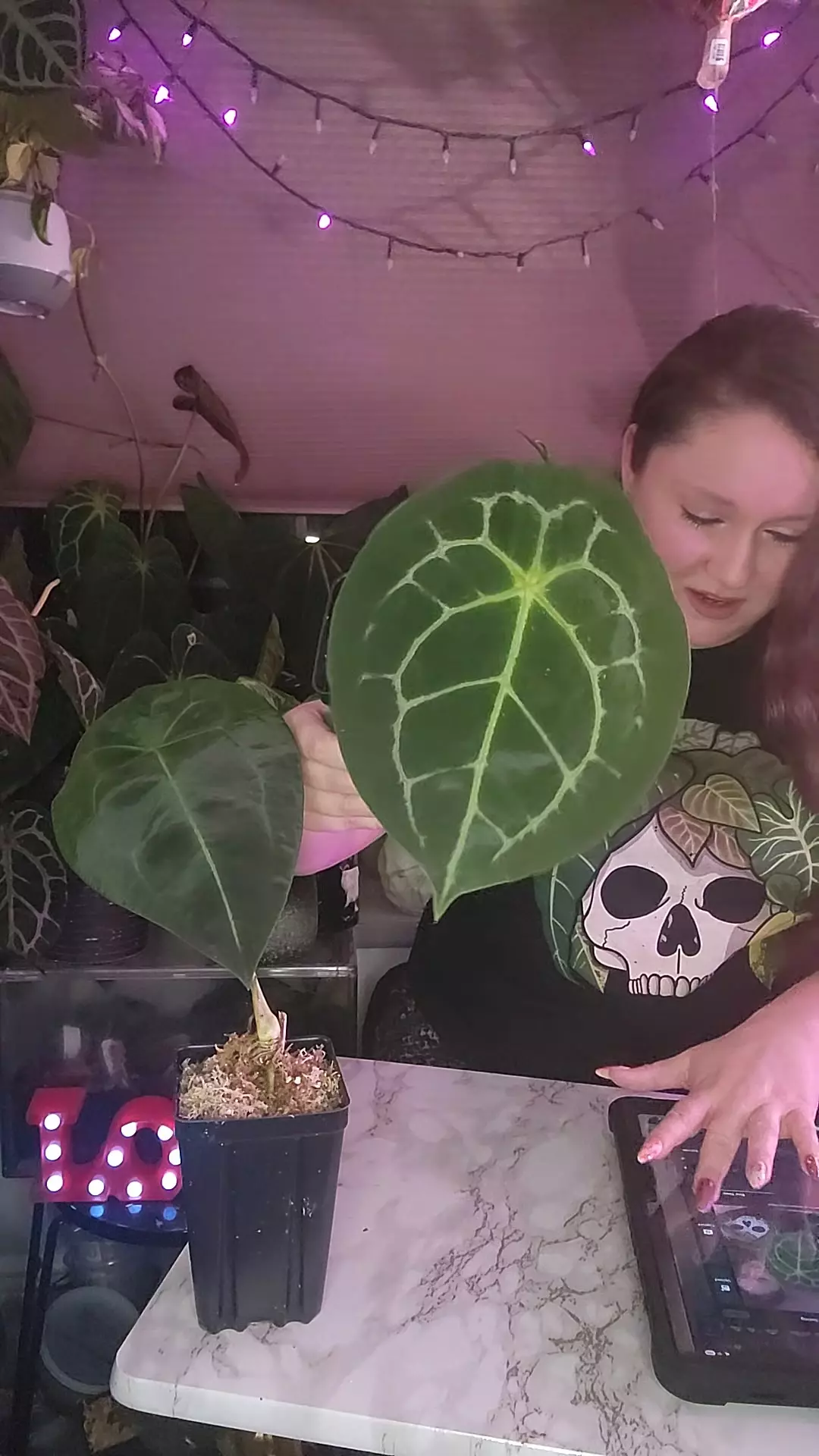 Turtle 🐢  cupped dark form forgetti in cataphyll thumbnail