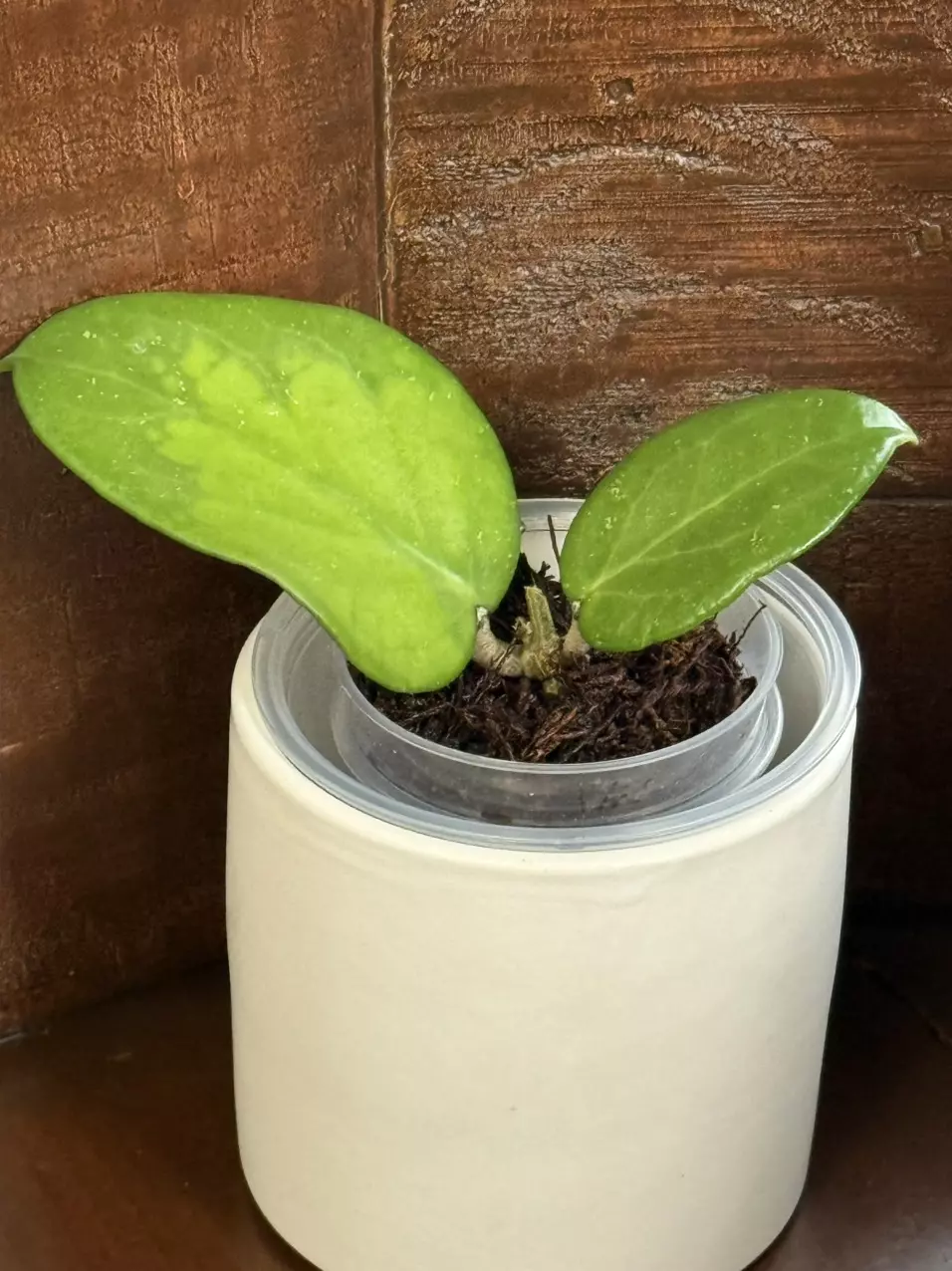 d473 RHM2472-AL9 (‘Stevo’ x seed) thumbnail