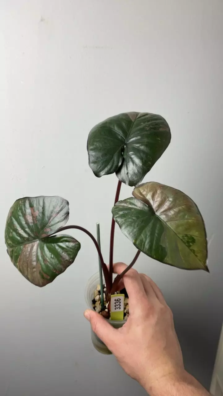 3336 Alocasia serendipity thumbnail