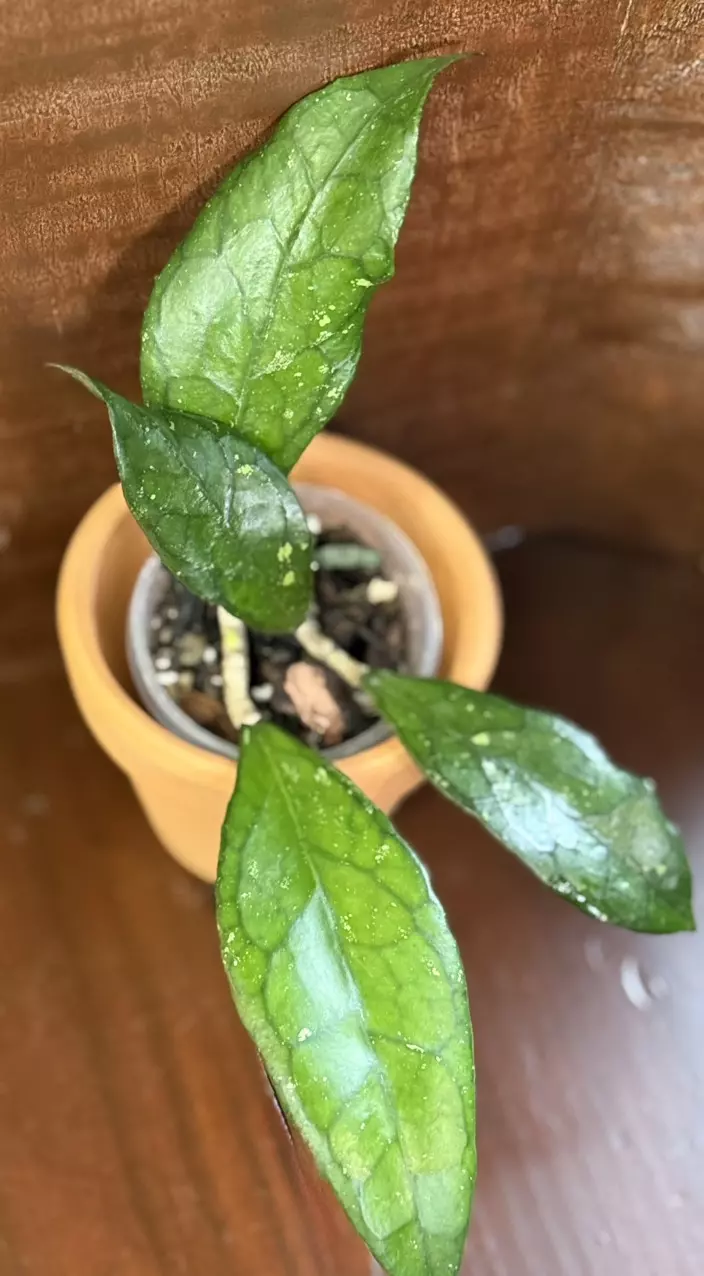 d478 RHM24116-AL13 (‘Michele’ x seed) thumbnail