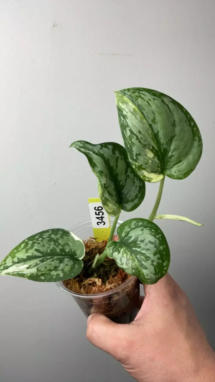 3456 Kiara thumbnail