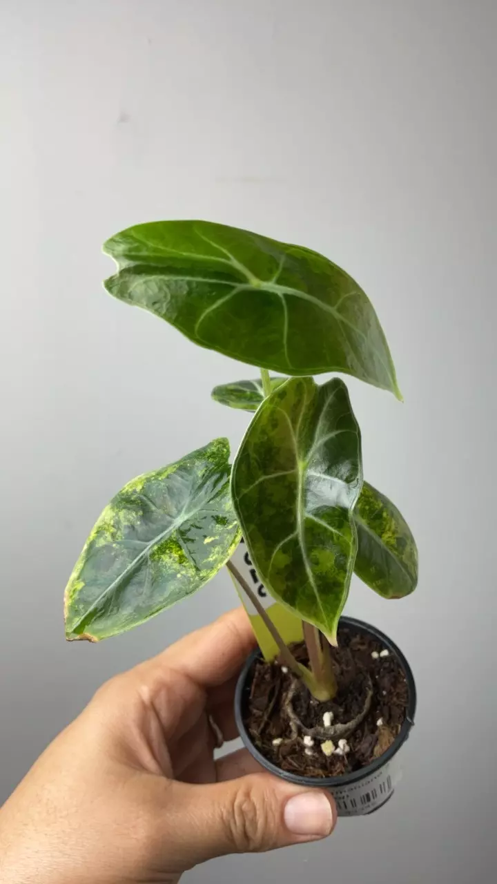 3724 suhirmaniana thumbnail