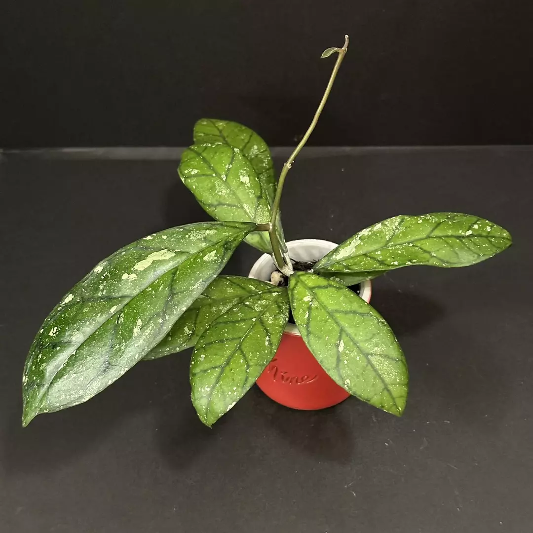 0616 Hoya GEH2418-17 (GEH 'Moonglow' x AH 'Blue Stone') thumbnail