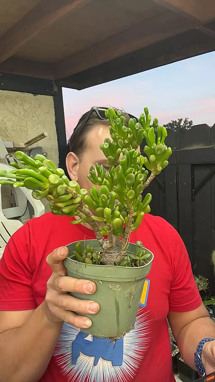 Crassula Ogre Ear thumbnail