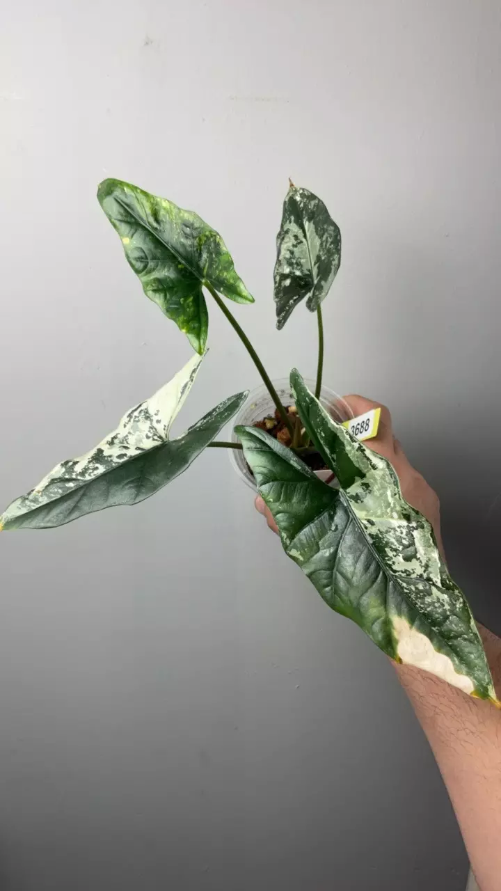 3688 Alocasia simpo albo thumbnail