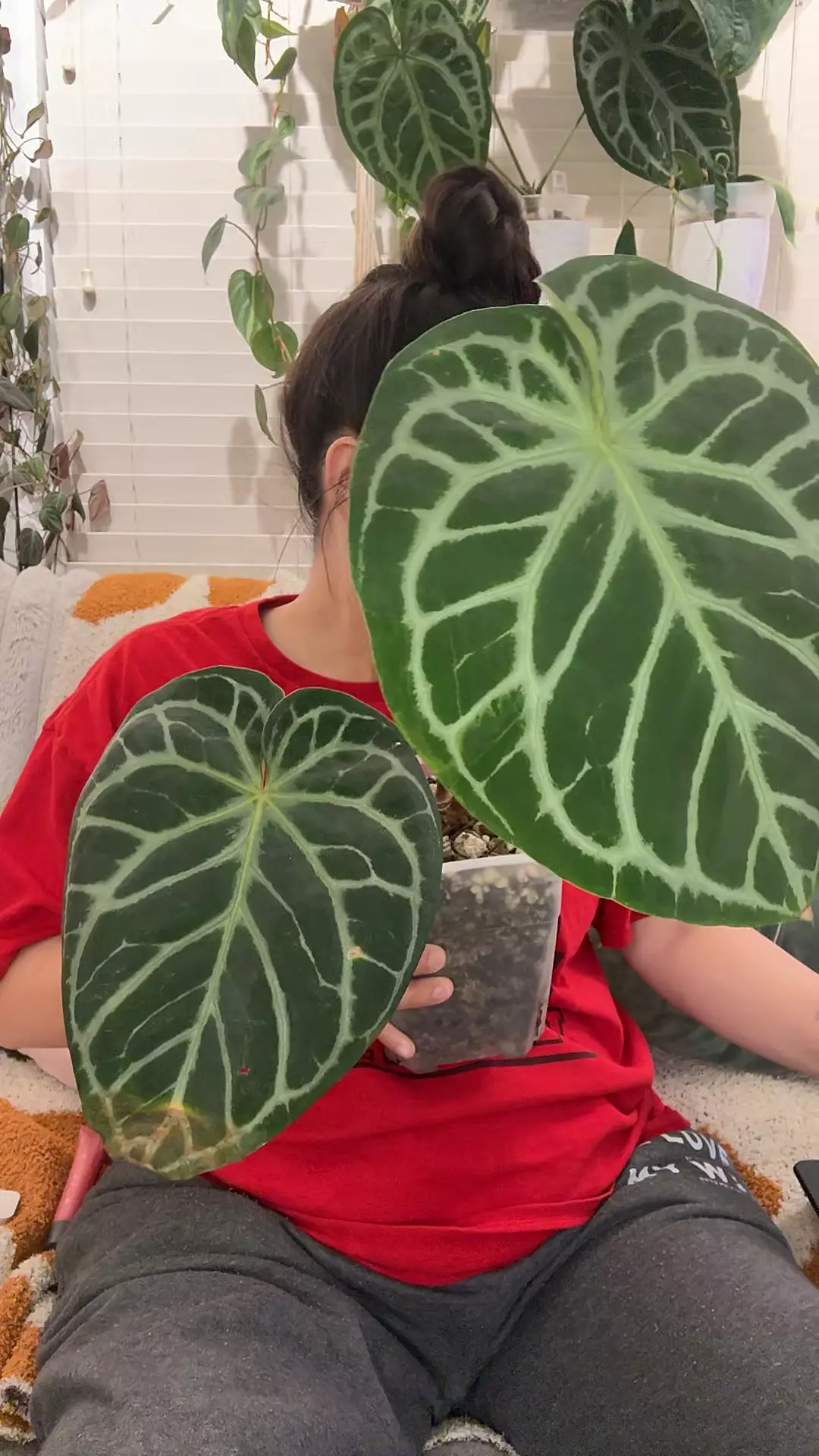 Silver Blush x Michelle MAMA thumbnail