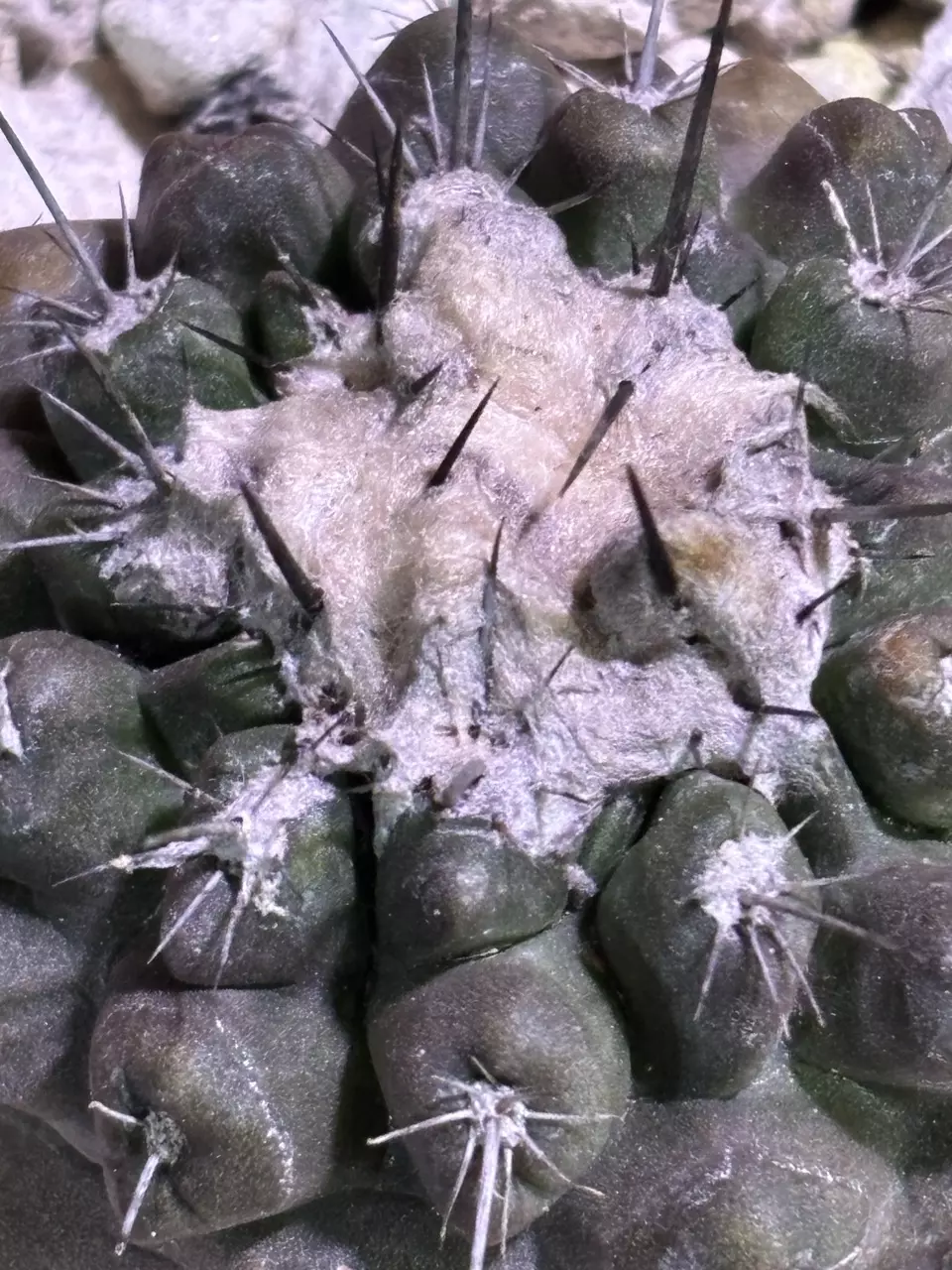 Copiapoa Esmeraldana thumbnail