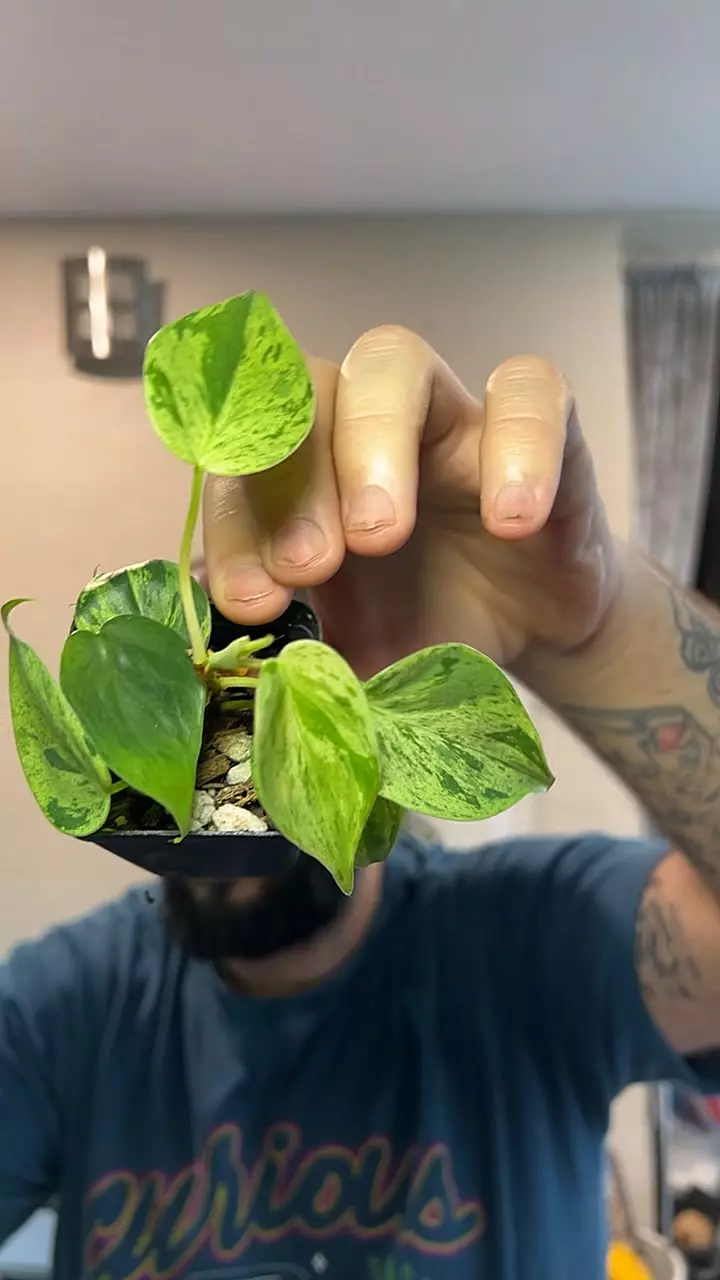 PHILO HEARTLEAF VARIEGATED thumbnail