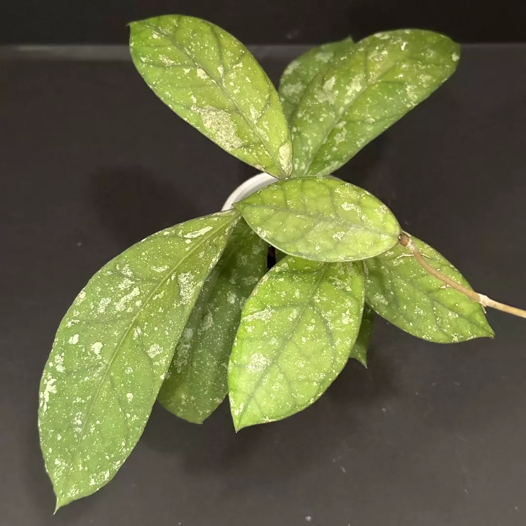 0620 Hoya GEH2418-12 (GEH 'Moonglow' x AH 'Blue Stone') thumbnail