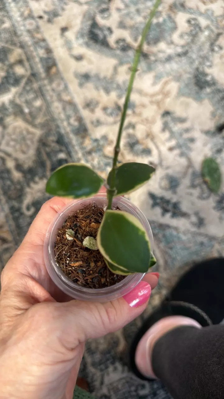 102 incurvula palta thumbnail