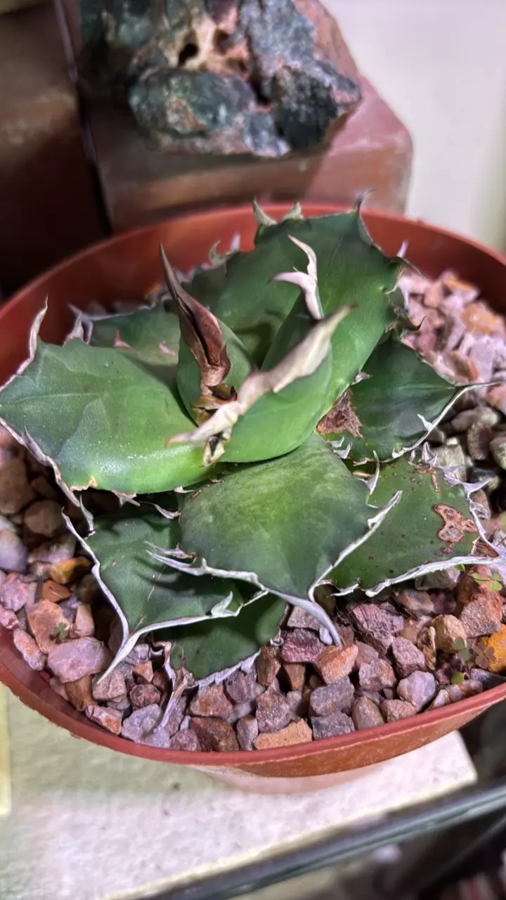 agave titanota thumbnail