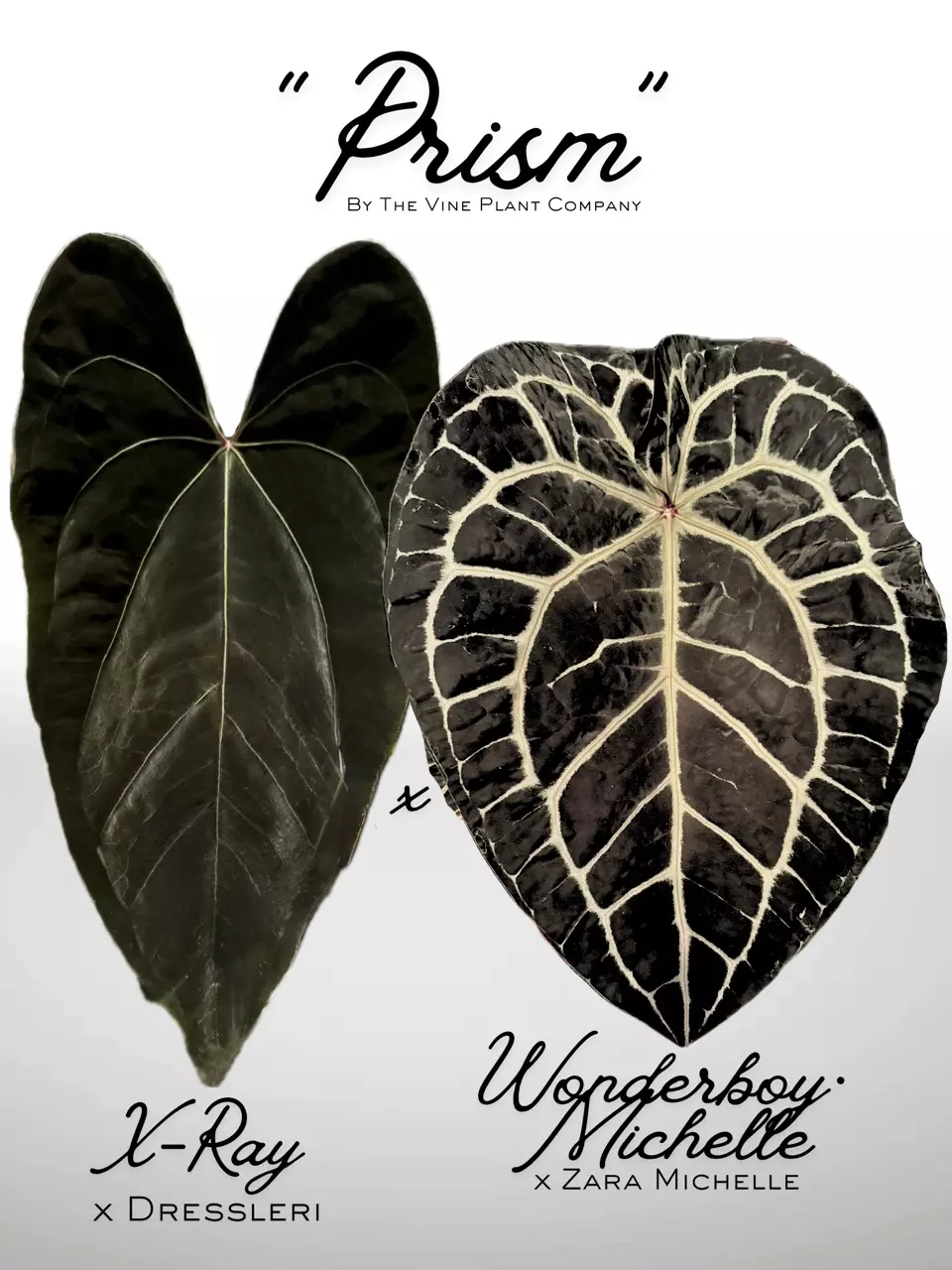 PRISM✨🖤 (1 plant) thumbnail