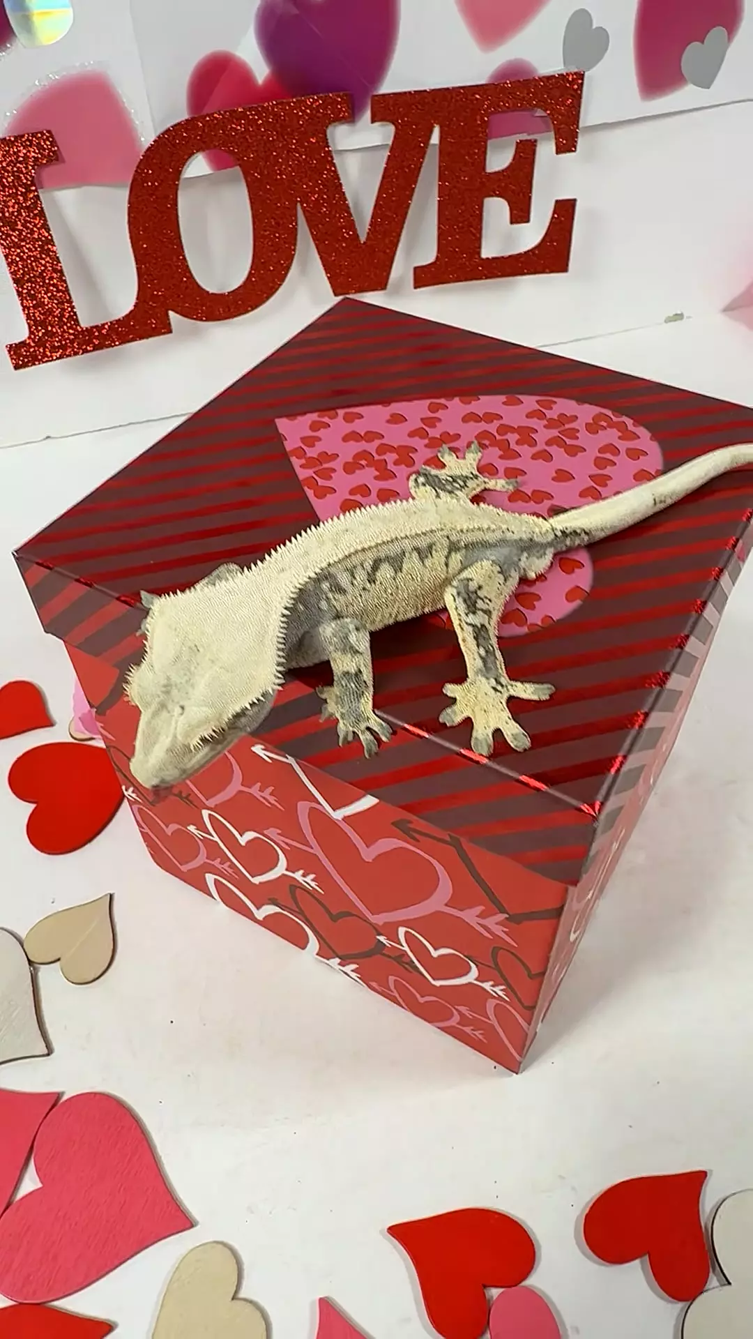 male 24g, 24ZekLor0901 thumbnail