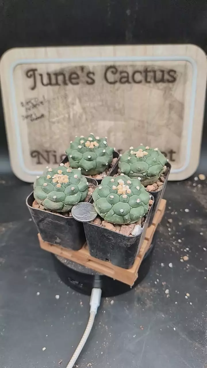 q273 great form, Astro asterias kikko 🐢, 2" pots gc thumbnail