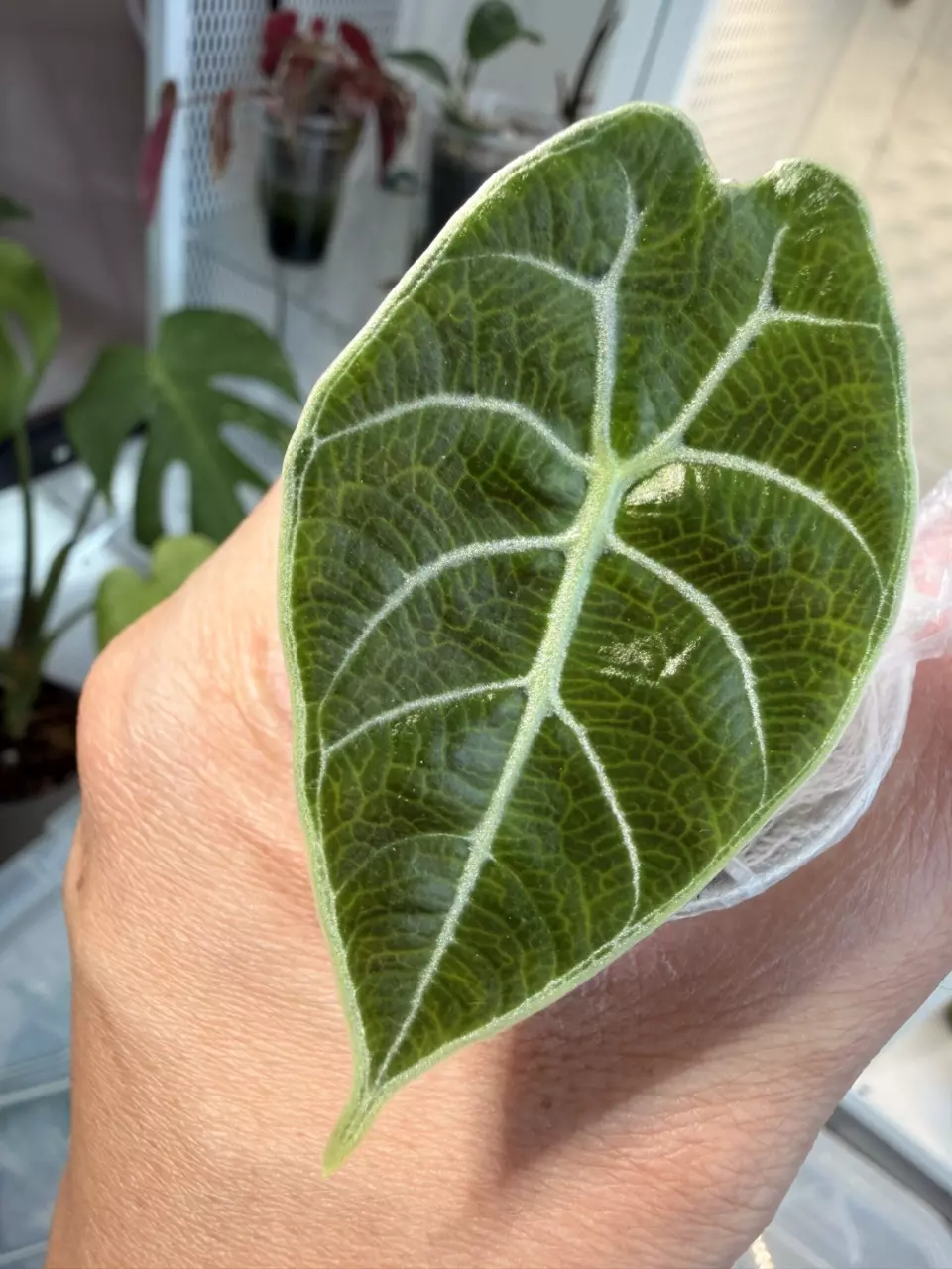 whatsoniana purple vein thumbnail