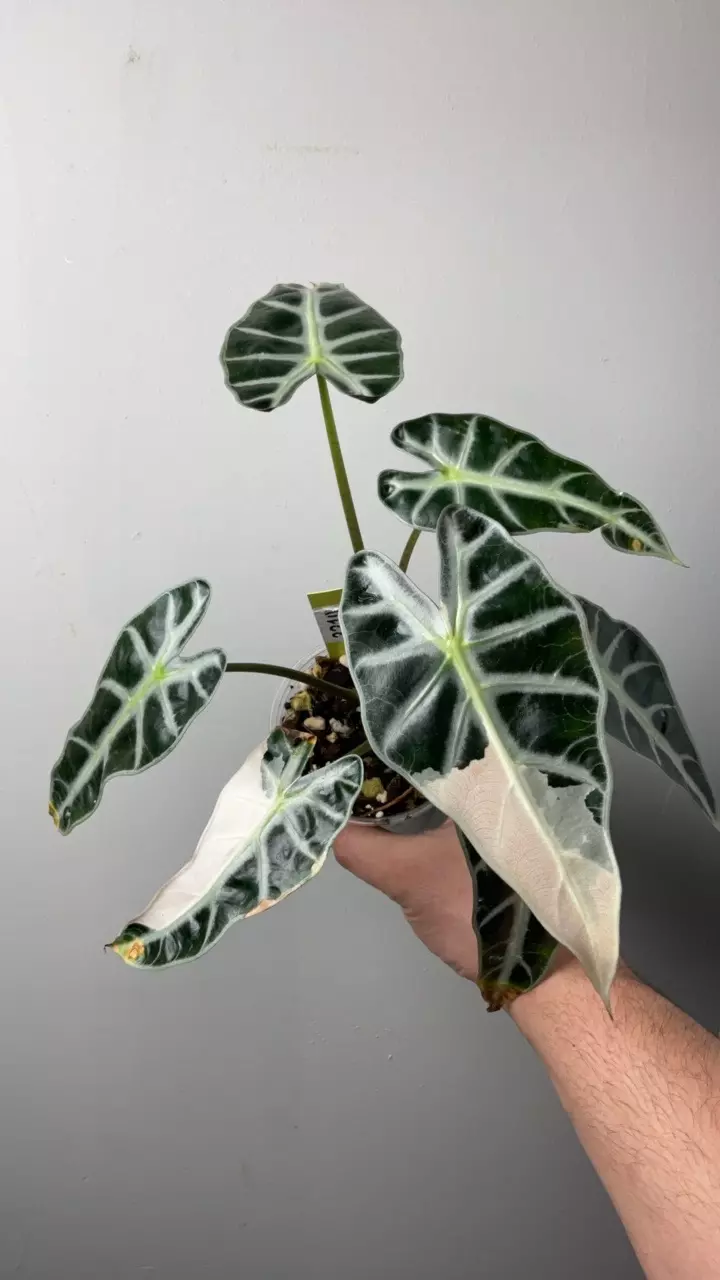 3210 Alocasia bambino pink thumbnail