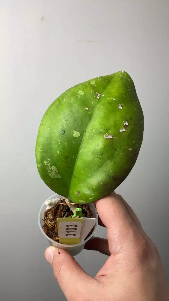 3103 Noel ( cosmetic imperfections) thumbnail