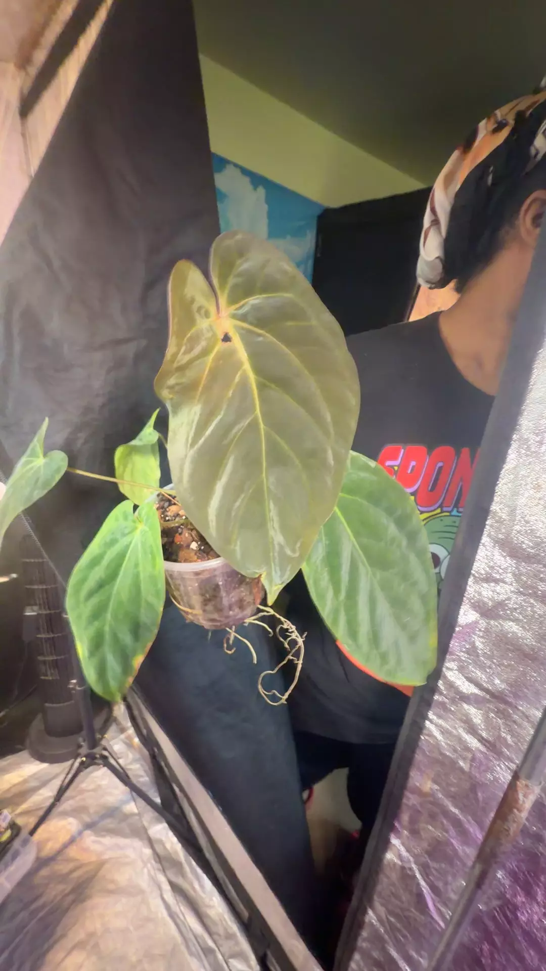 (BVEP x Port) x (Carla x dress) thumbnail