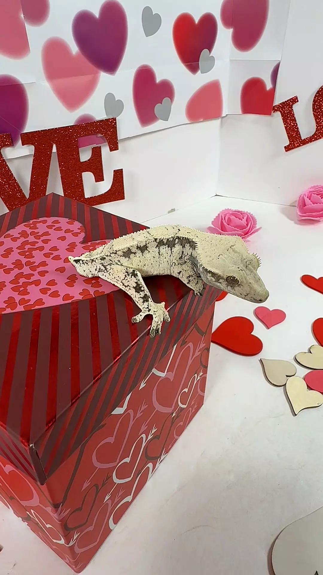 male 24g, 24PanGriz0904 thumbnail