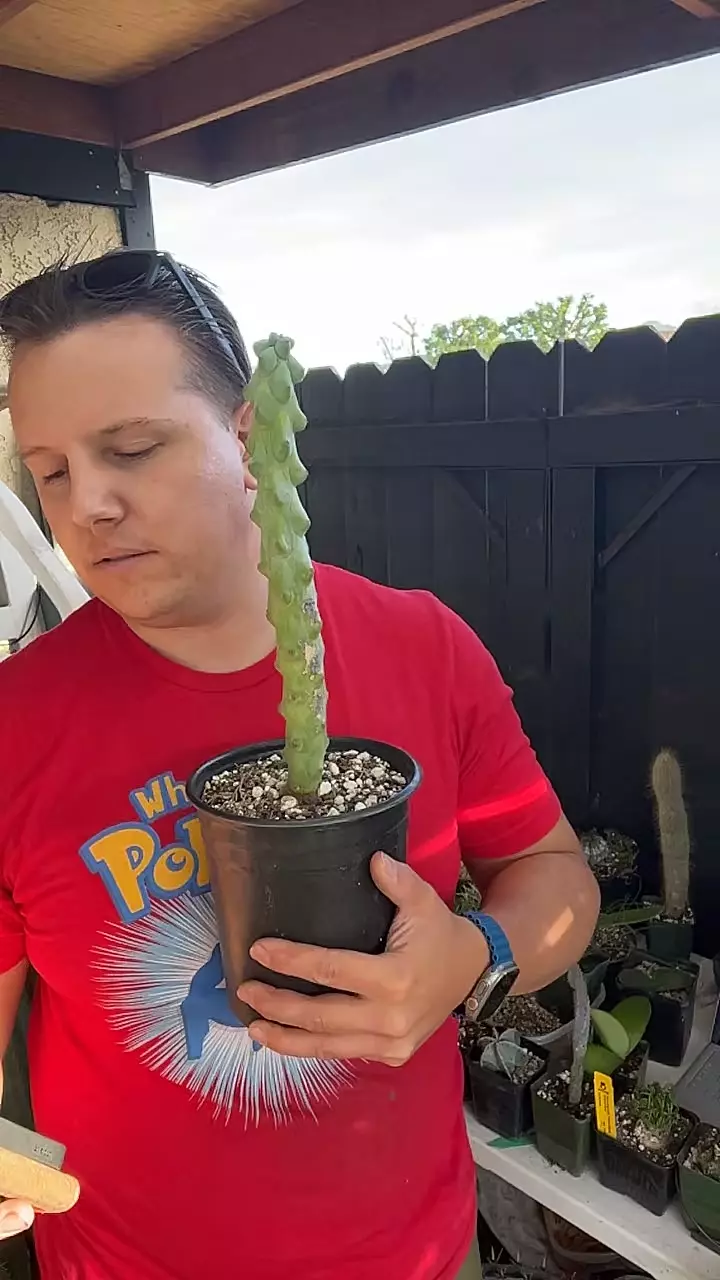 12” Rooted Boobie thumbnail