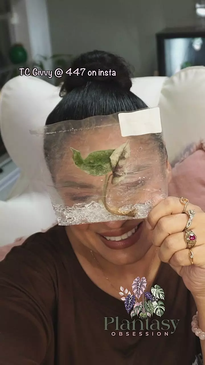 Pink Polly mutation 7 thumbnail